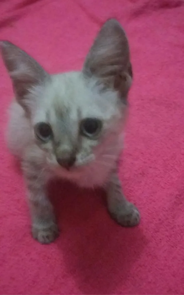 Gato ra a SEM RAÇA DEFINIDA. idade 2 a 6 meses nome SEM NOME 