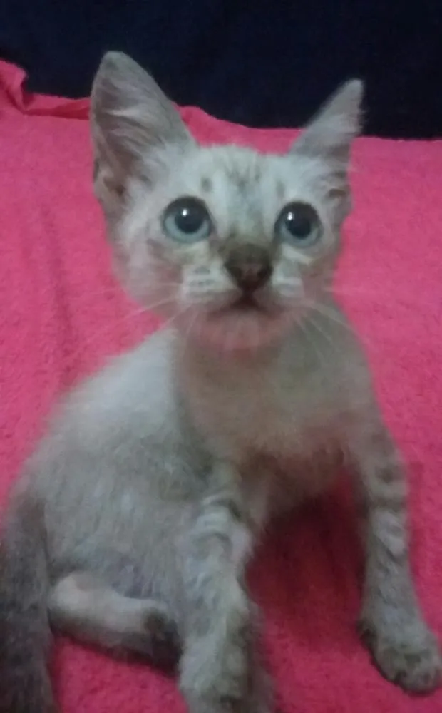 Gato ra a SEM RAÇA DEFINIDA. idade 2 a 6 meses nome SEM NOME 