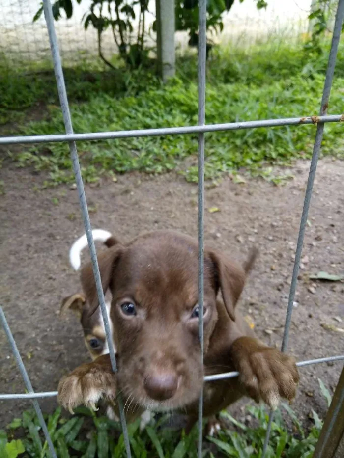 Cachorro ra a SRD idade Abaixo de 2 meses nome Chocolate