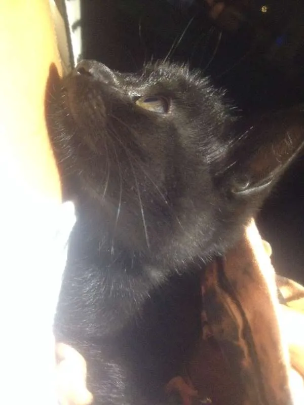 Gato ra a Vira-lata idade Abaixo de 2 meses nome Luna