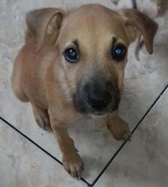 Cachorro ra a SRD idade 2 a 6 meses nome Caramelo