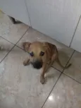 Caramelo