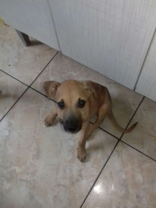 Cachorro ra a SRD idade 2 a 6 meses nome Caramelo