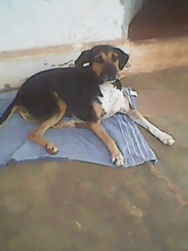 Cachorro ra a sem raça definida. idade 5 anos nome PINGO.