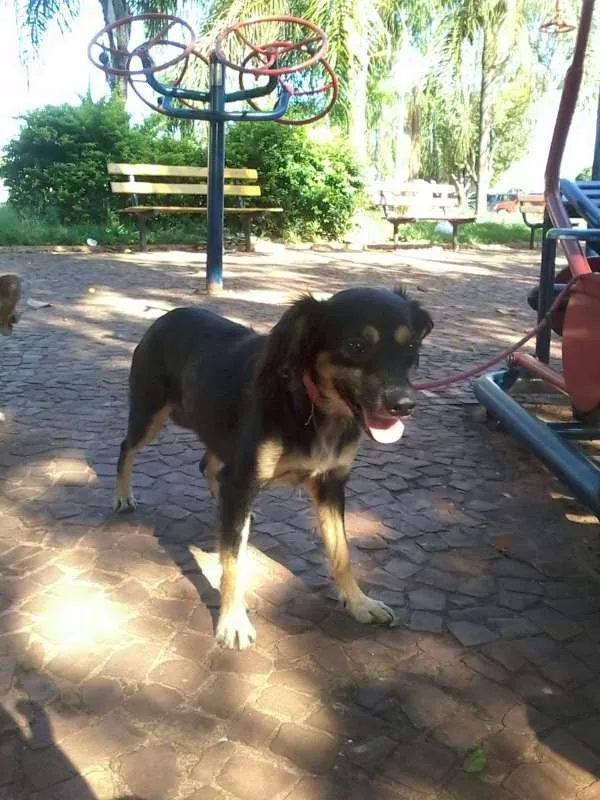 Cachorro ra a sem raça definida. idade 4 anos nome shakty.