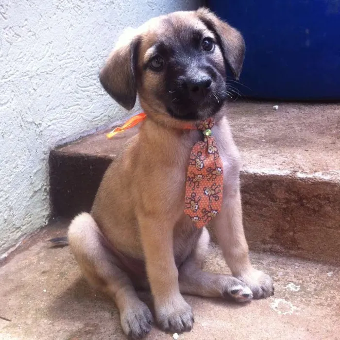 Cachorro ra a não sei idade 2 a 6 meses nome Rafiki