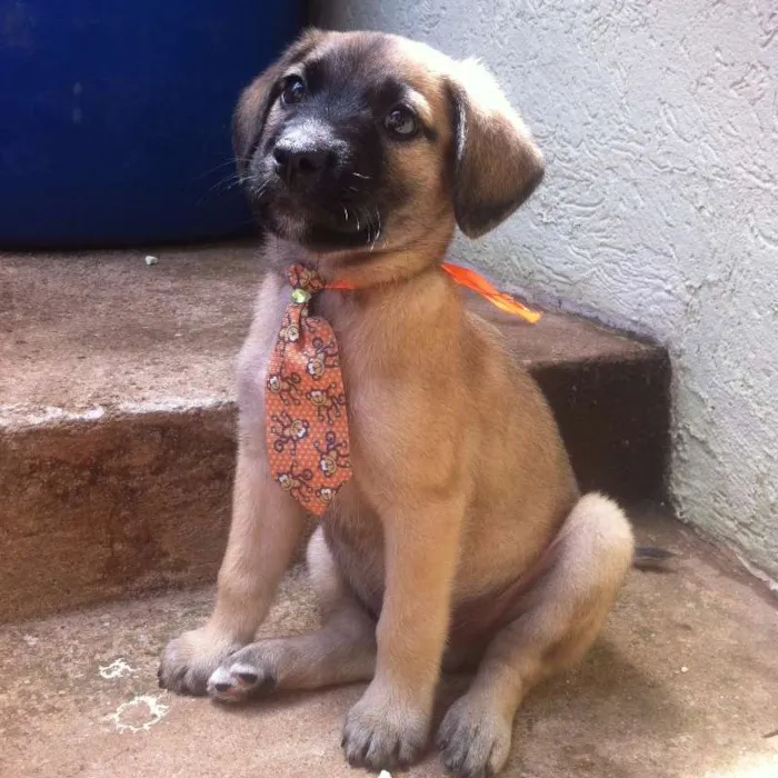 Cachorro ra a não sei idade 2 a 6 meses nome Rafiki