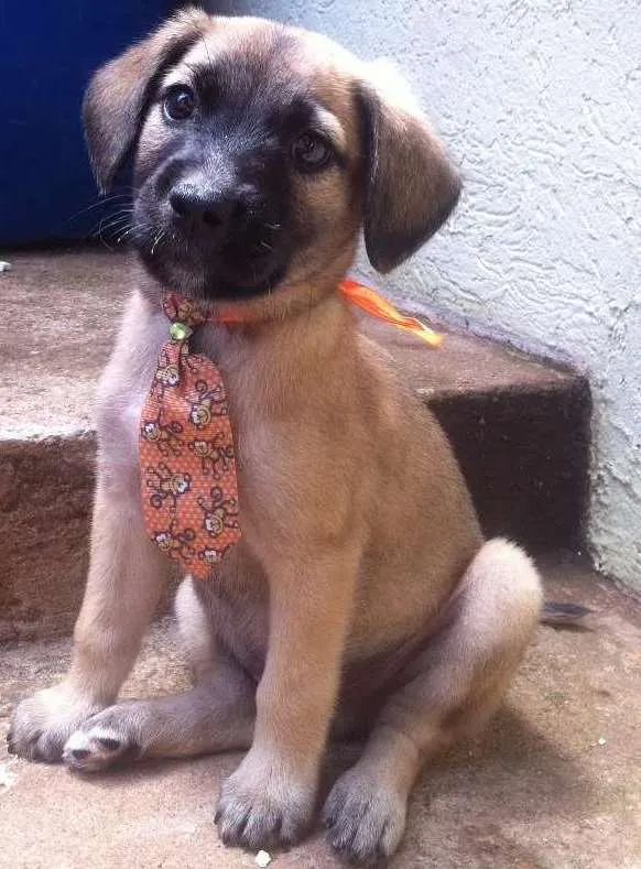 Cachorro ra a não sei idade 2 a 6 meses nome Rafiki