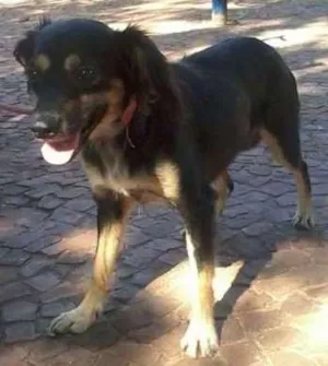Cachorro raça sem raça definida. idade 4 anos nome shakty.