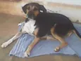 PINGO.