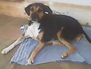 Cachorro raça sem raça definida. idade 5 anos nome PINGO.