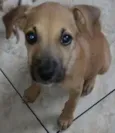 Caramelo