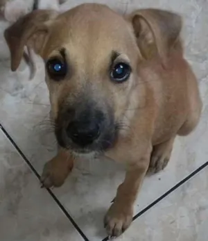 Cachorro raça SRD idade 2 a 6 meses nome Caramelo