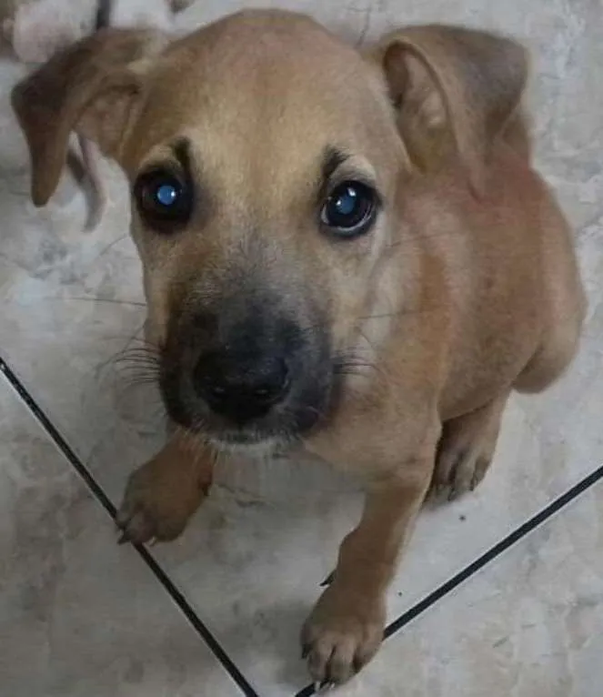 Cachorro ra a SRD idade 2 a 6 meses nome Caramelo