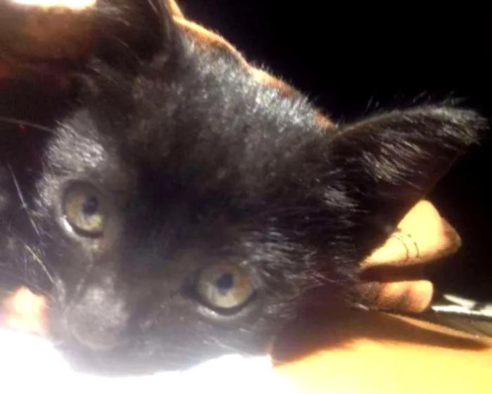 Gato ra a Vira-lata idade Abaixo de 2 meses nome Luna