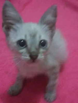 Gato raça SEM RAÇA DEFINIDA. idade 2 a 6 meses nome SEM NOME 