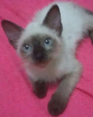 Gato raça SIAMÊS  idade 2 a 6 meses nome SEM NOME 