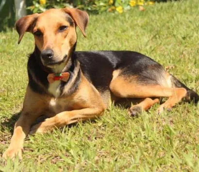 Cachorro raça vira lata idade 2 anos nome Nina