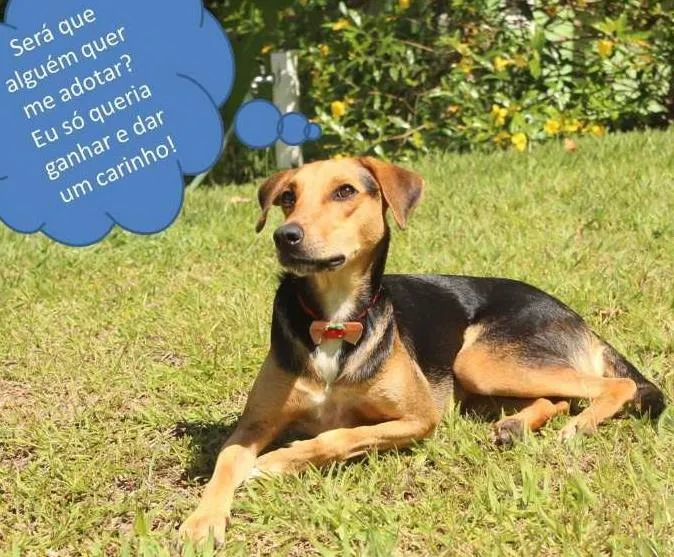 Cachorro raça vira lata idade 2 anos nome Nina