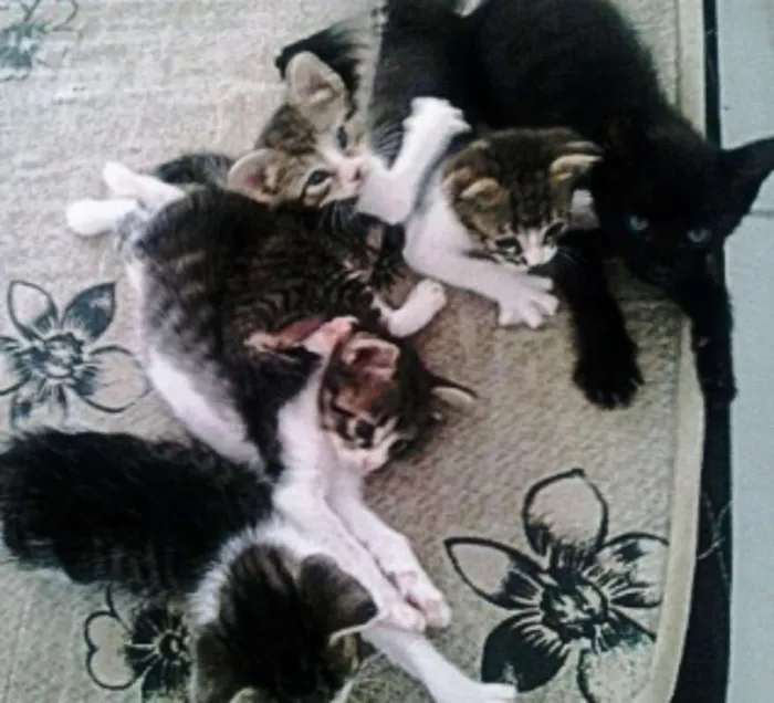 Gato ra a SRD idade Abaixo de 2 meses nome Lindos Bebês