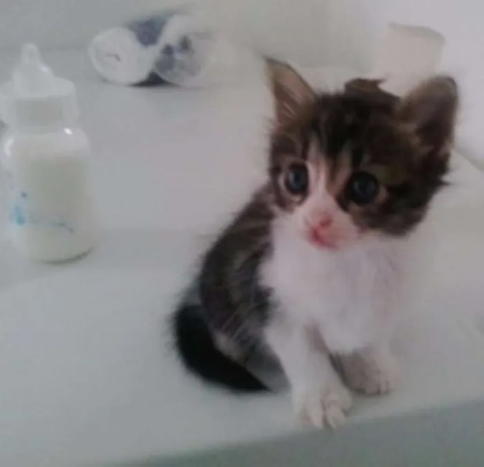 Gato ra a SRD idade Abaixo de 2 meses nome Lindos Bebês