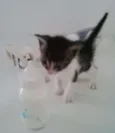 Lindos Bebês