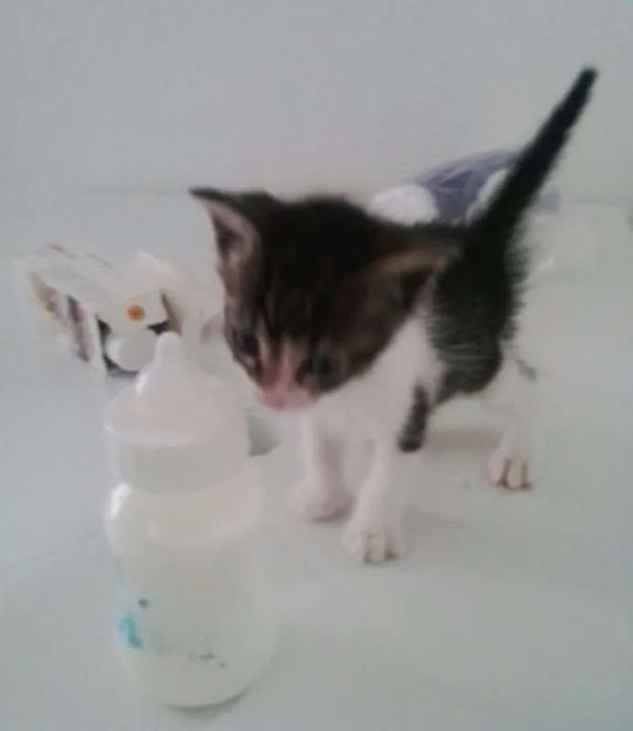 Gato ra a SRD idade Abaixo de 2 meses nome Lindos Bebês