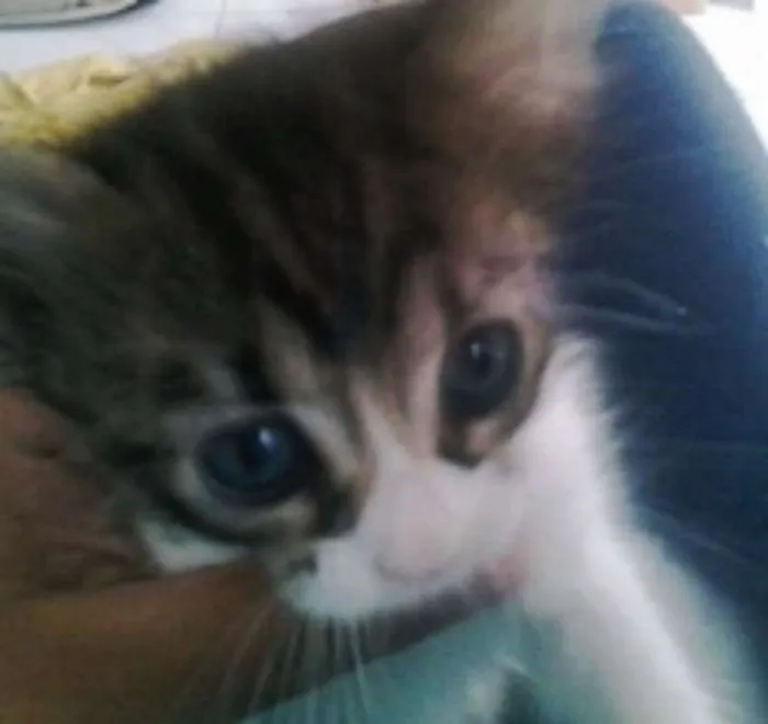 Gato ra a SRD idade Abaixo de 2 meses nome Lindos Bebês