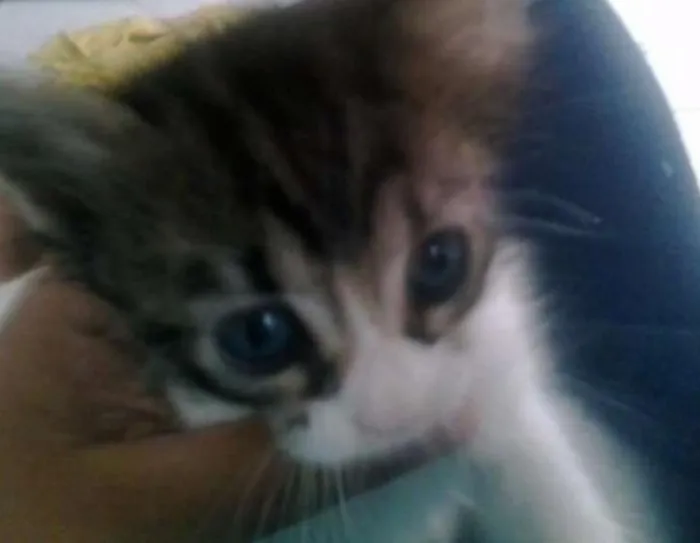 Gato ra a SRD idade Abaixo de 2 meses nome Lindos Bebês