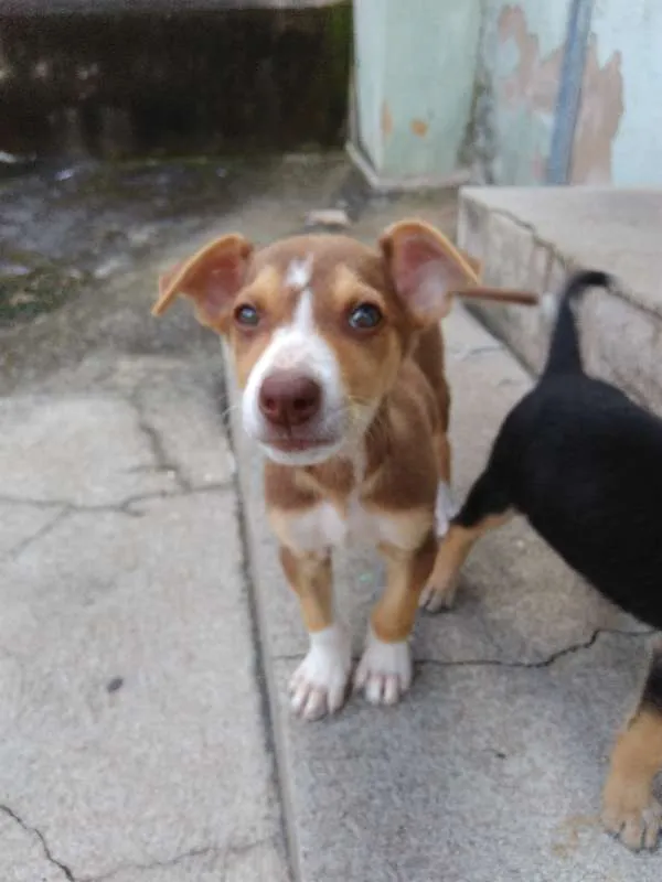 Cachorro ra a SrdMIX idade 2 a 6 meses nome Vários