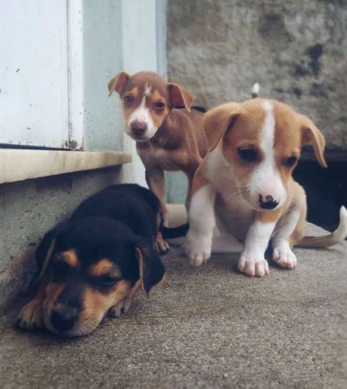 Cachorro ra a SrdMIX idade 2 a 6 meses nome Vários