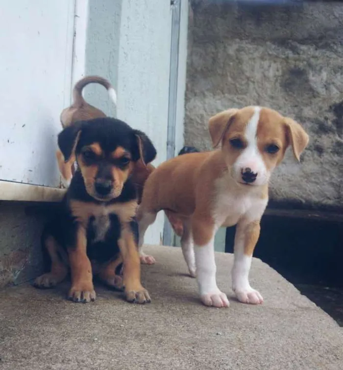 Cachorro ra a SrdMIX idade 2 a 6 meses nome Vários