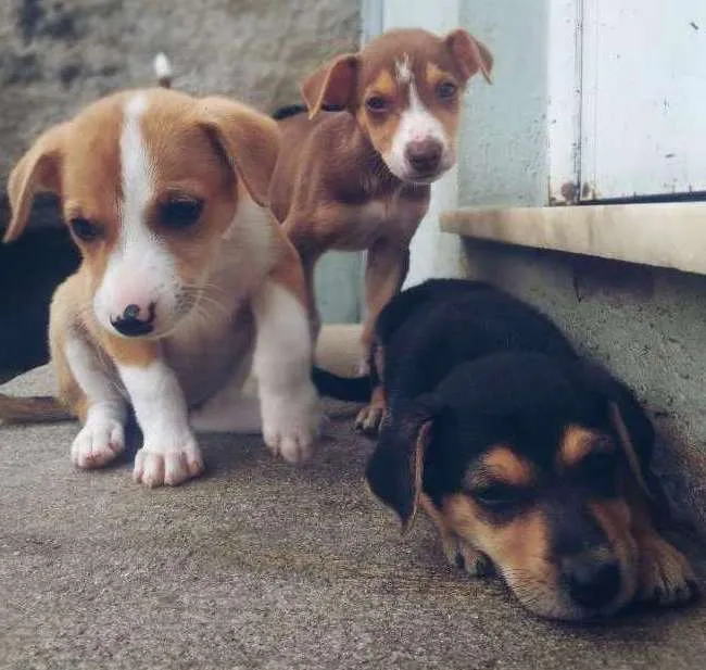 Cachorro ra a SrdMIX idade 2 a 6 meses nome Vários