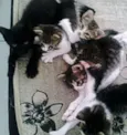 Lindos Bebês