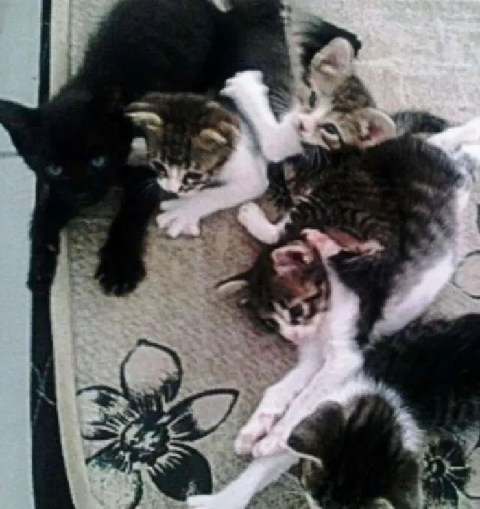 Gato ra a SRD idade Abaixo de 2 meses nome Lindos Bebês