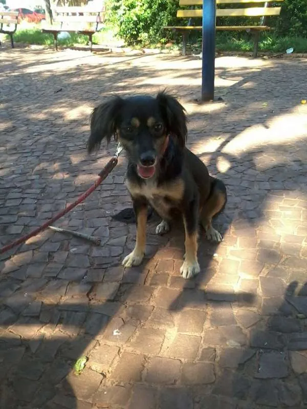 Cachorro ra a sem raça definida. idade 4 anos nome shakty.