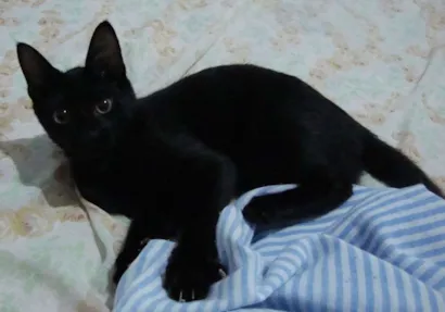 Gato raça sem raça definida idade 2 a 6 meses nome gato