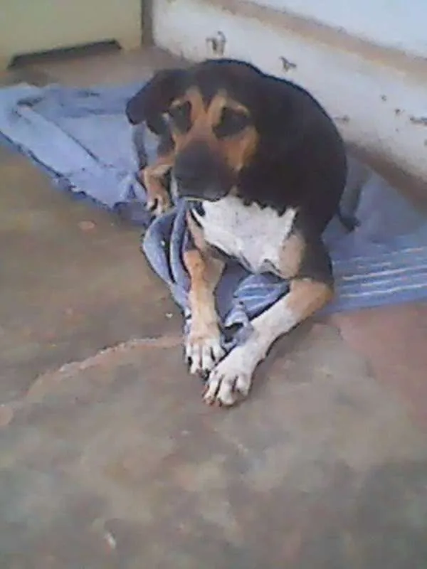 Cachorro ra a sem raça definida. idade 5 anos nome PINGO.