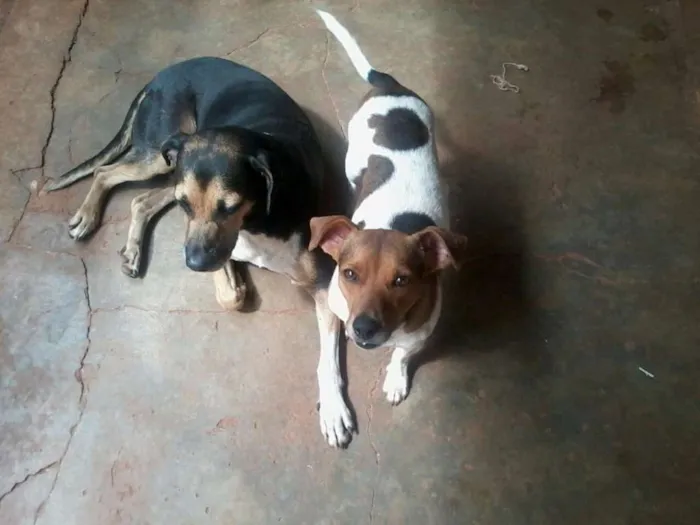 Cachorro ra a sem raça definida. idade 2 a 6 meses nome billy