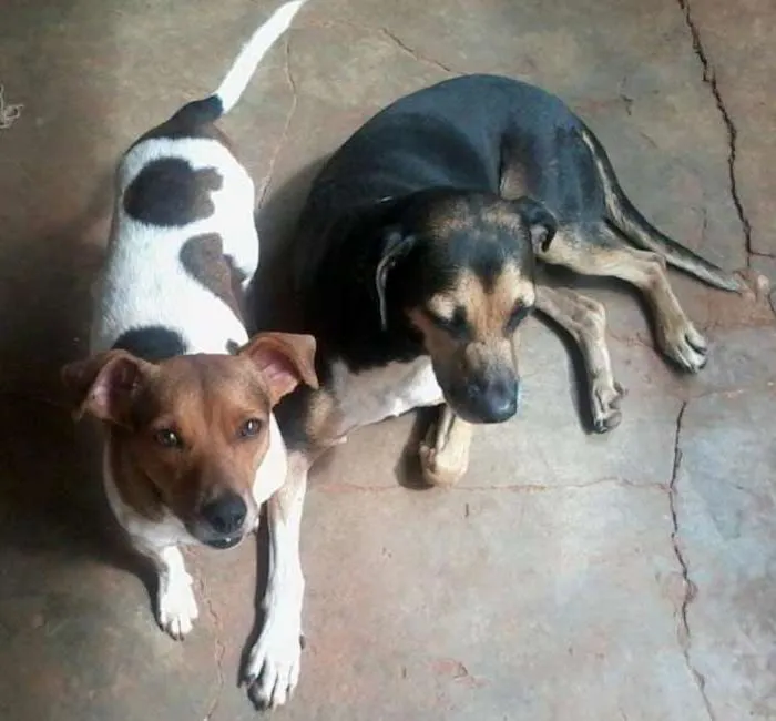 Cachorro ra a sem raça definida. idade 2 a 6 meses nome billy