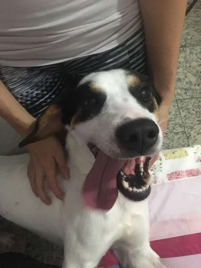 Cachorro raça SRD idade 1 ano nome Bob (o beijoqueiro)