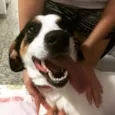 Bob (o beijoqueiro)
