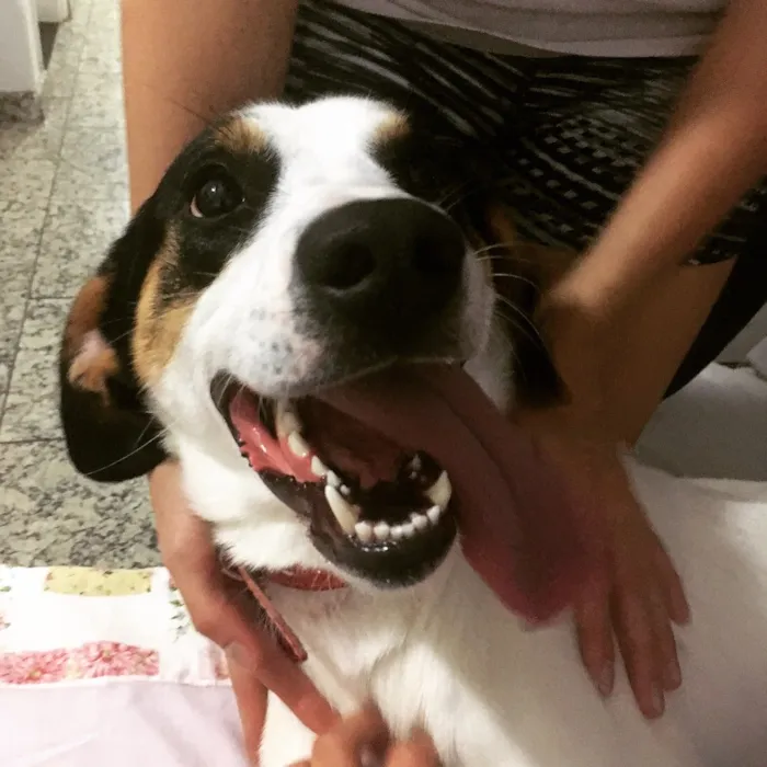 Cachorro raça SRD idade 1 ano nome Bob (o beijoqueiro)