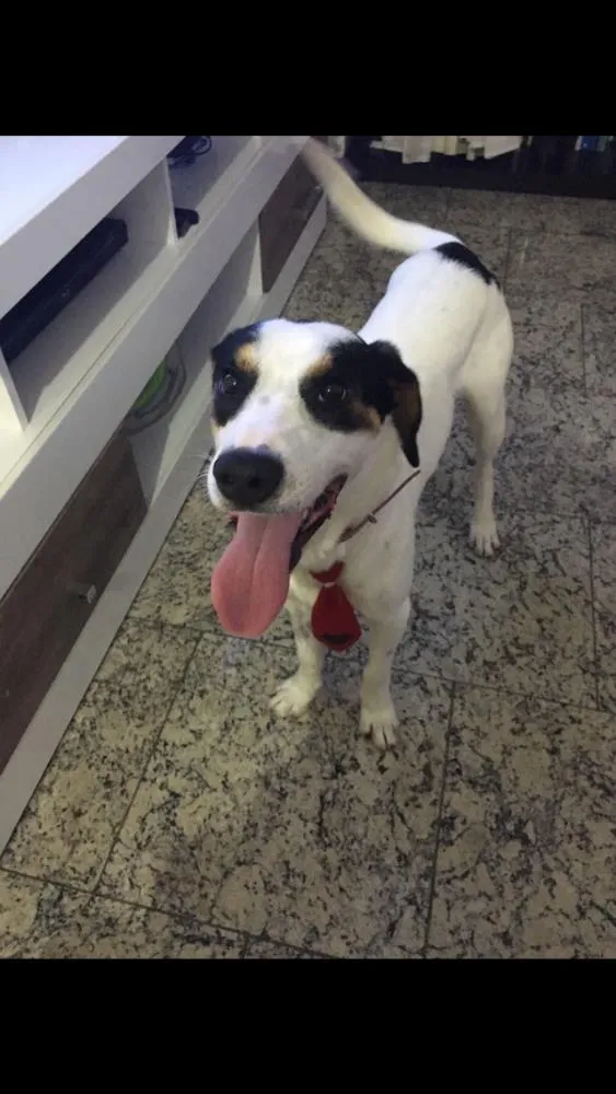 Cachorro raça SRD idade 1 ano nome Bob (o beijoqueiro)
