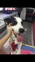 Bob (o beijoqueiro)