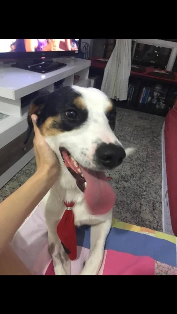 Cachorro raça SRD idade 1 ano nome Bob (o beijoqueiro)