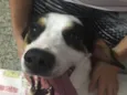 Bob (o beijoqueiro)