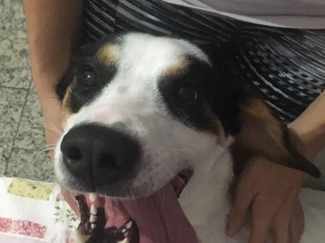 Cachorro raça SRD idade 1 ano nome Bob (o beijoqueiro)