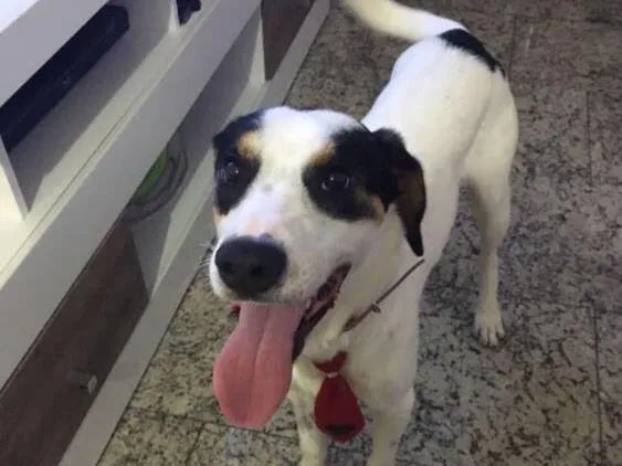 Cachorro raça SRD idade 1 ano nome Bob (o beijoqueiro)