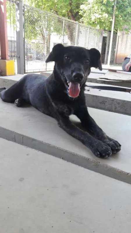 Cachorro ra a SRD idade 1 ano nome McGuiver
